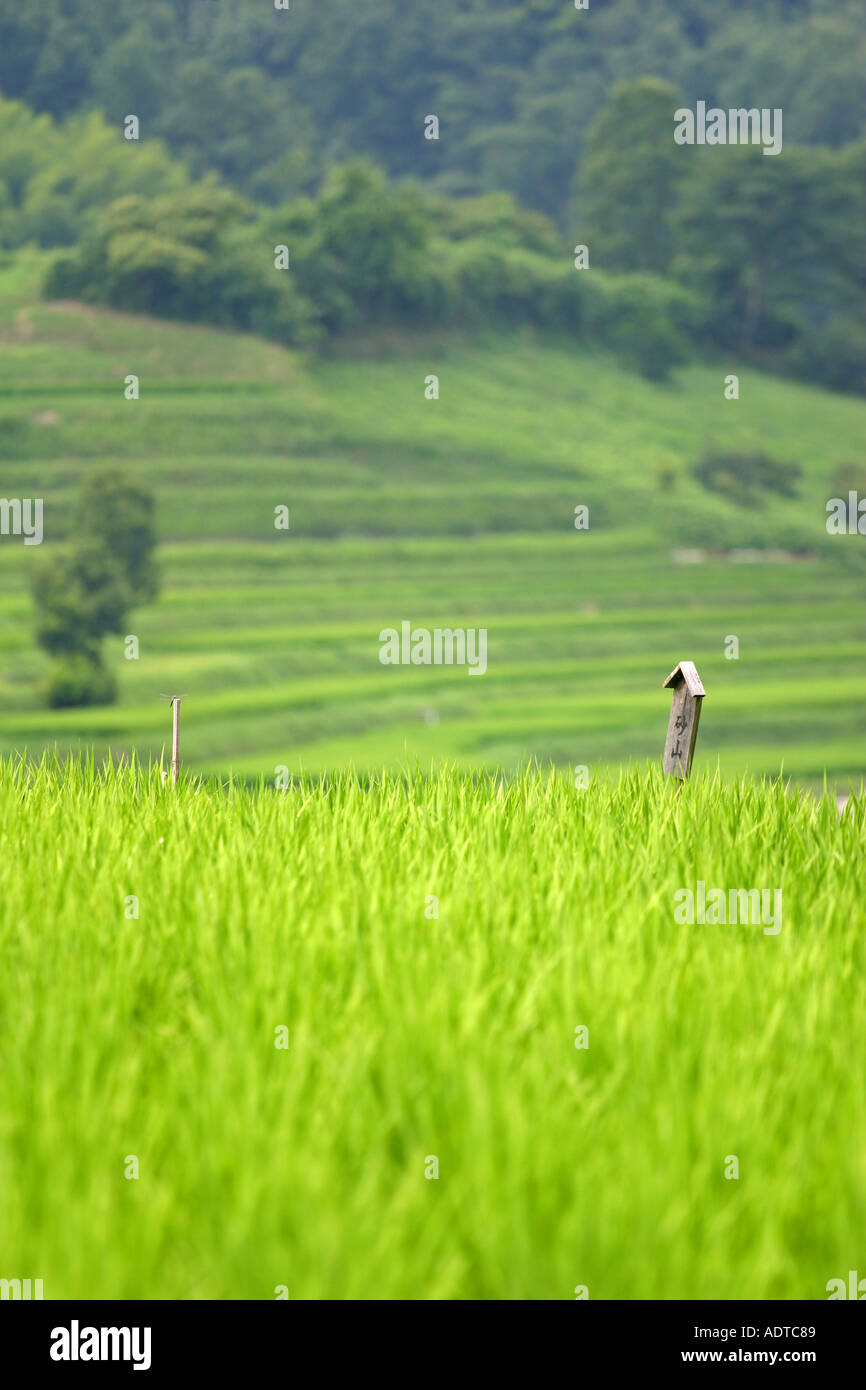 Un éclairage d'ambiance sur un vert luxuriant des rizières en terrasses dans la campagne japonaise Nara Asuka Banque D'Images