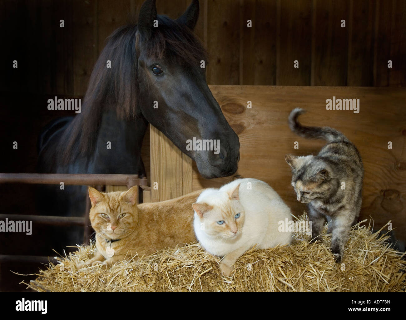 Cheval frison tend la main de décrochage vers trois chats sur hay bails Banque D'Images