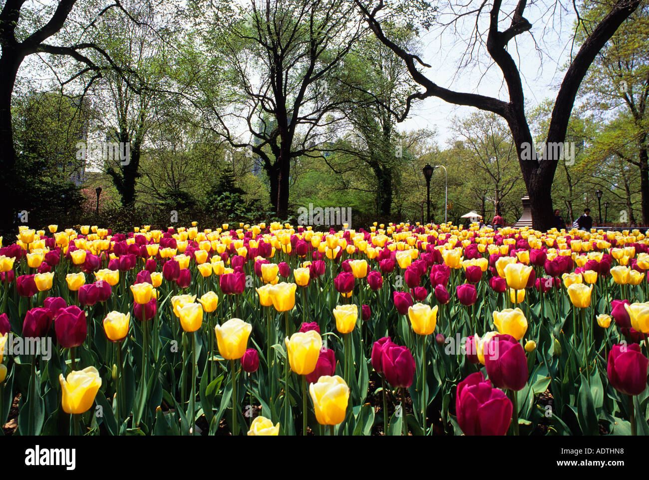 Arbre de New York City Central Park et lit de tulipe jaune À l'extrémité sud du Mall Banque D'Images