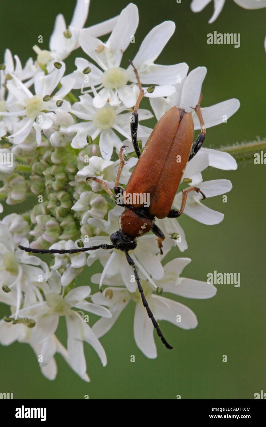 Stictoleptura rubra, une femelle longhorn beetle Banque D'Images