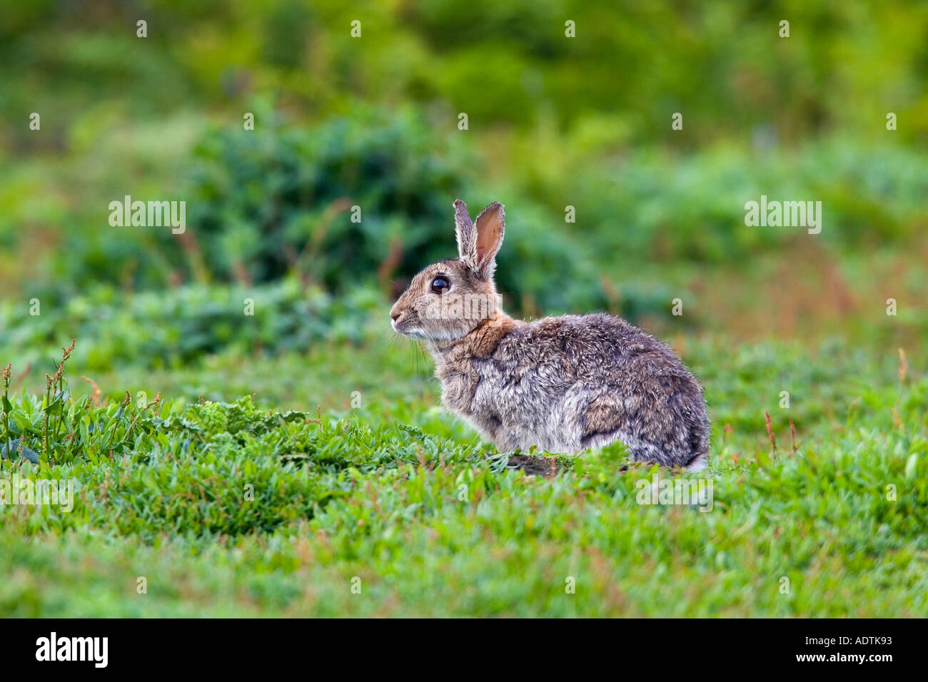 Lapin Skokholm Oryctolagus cuniculus assis sur l'herbe skokholm alerte à la Banque D'Images