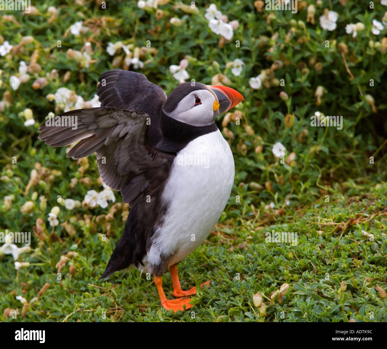 Macareux moine (Fratercula arctica) avec des ailes jusqu'à Alert avec en arrière-plan épargne skokholm Banque D'Images