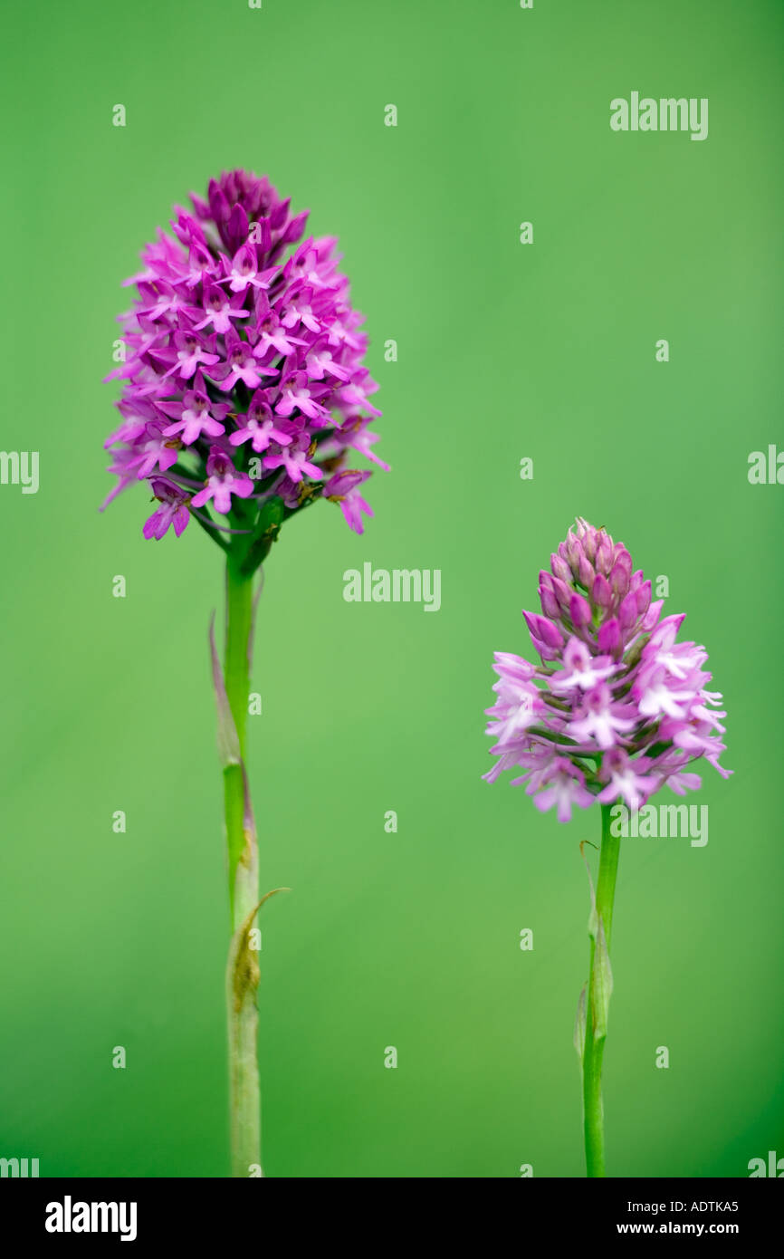 Anacamptis pyramidalis orchidée pyramidale deux fleurs avec de belles désamorcer contexte devels duc cambridgeshire Banque D'Images