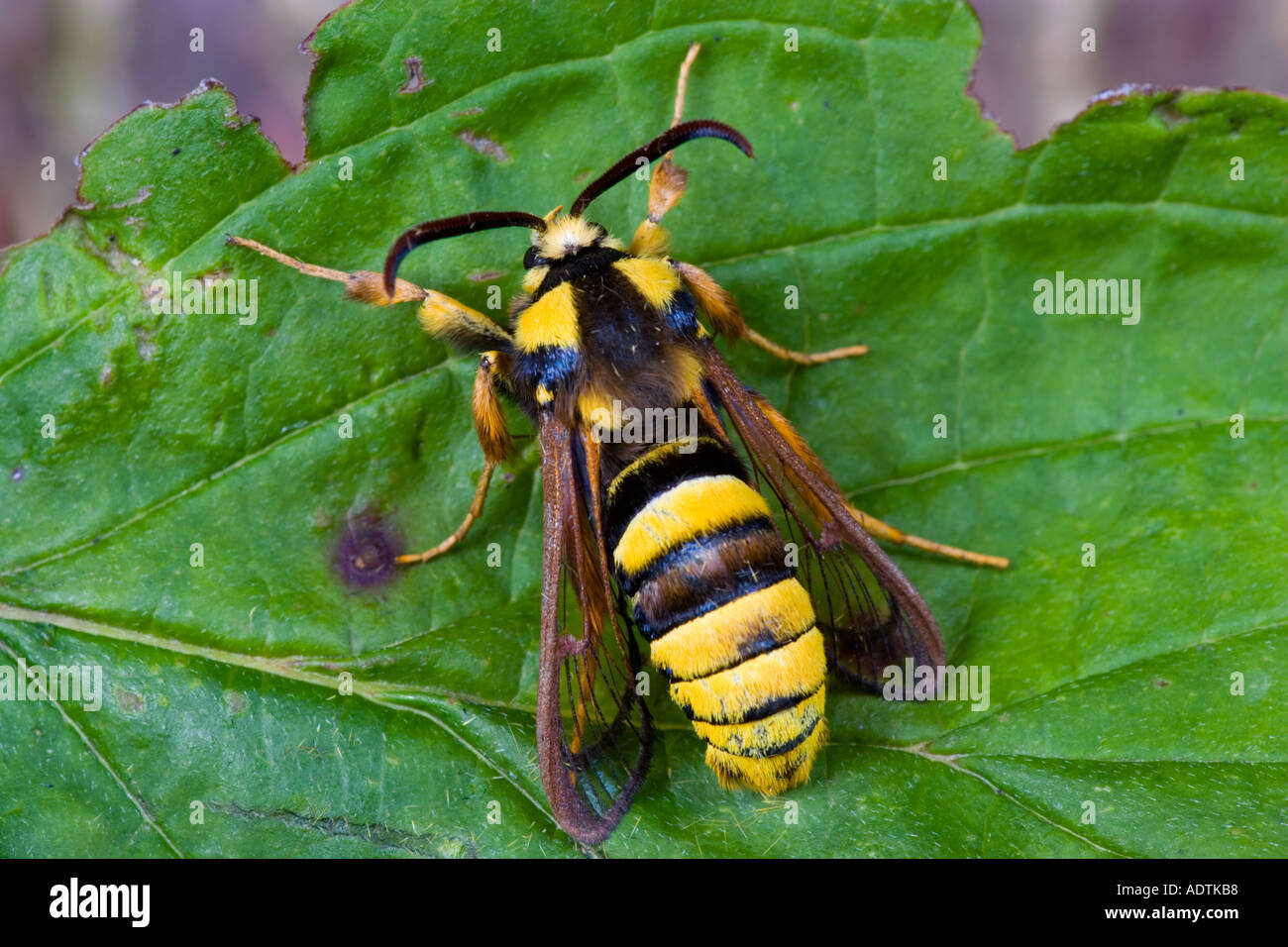 Hornet Moth Sesia apiformis au repos sur des feuilles de peuplier bedfordshire potton Banque D'Images