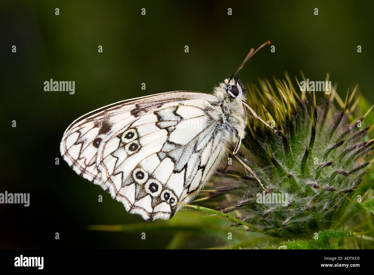 Papillon blanc marbré galathea Melannargia au repos sur thistle avec nice désamorcer bedfordshire potton d'arrière-plan Banque D'Images