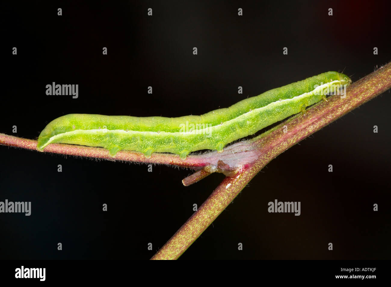 Caterpillar vert non identifié Banque D'Images