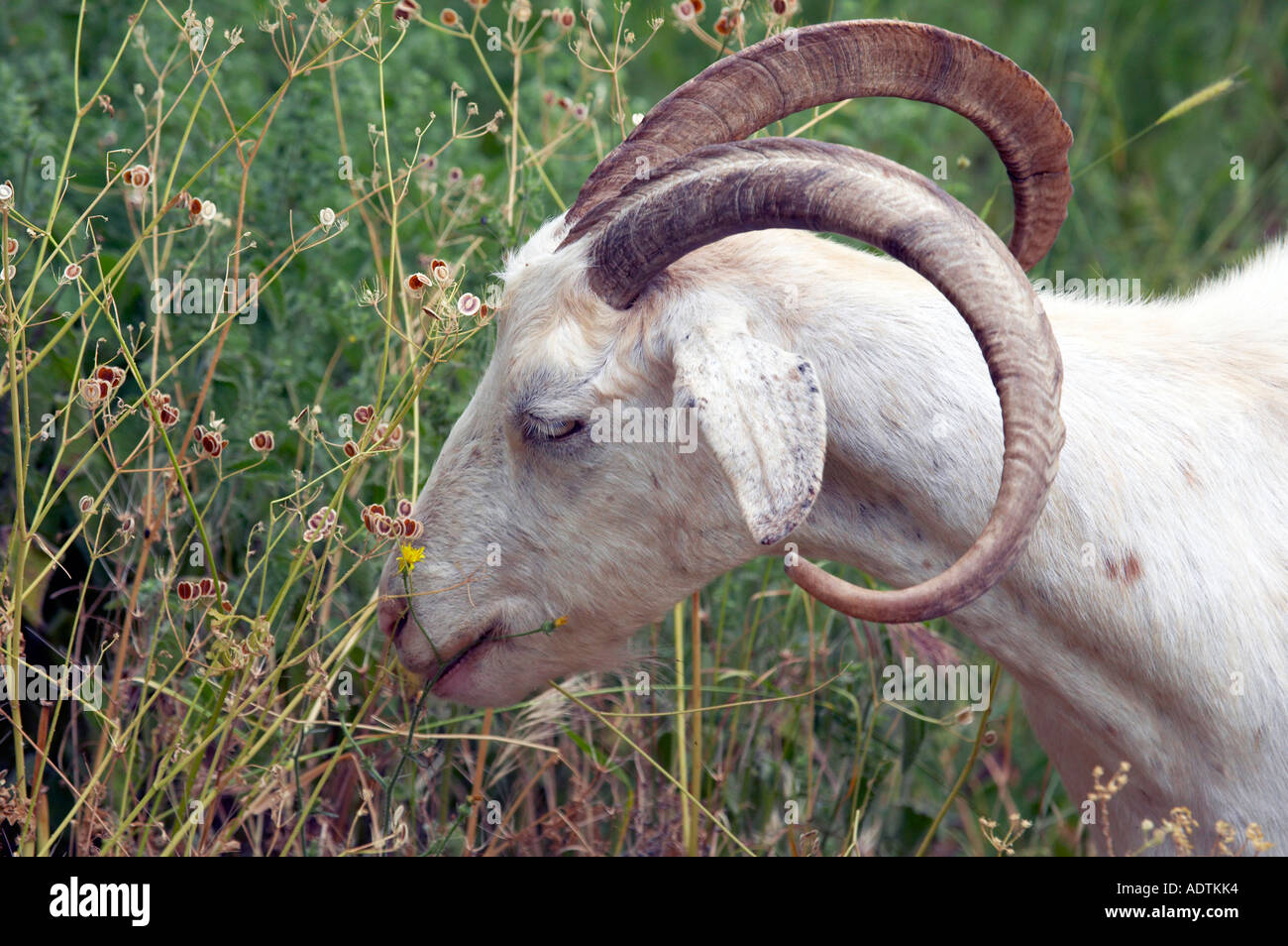 Une chèvre mâchonne entre mauvaises herbes à Corfou Grèce Banque D'Images
