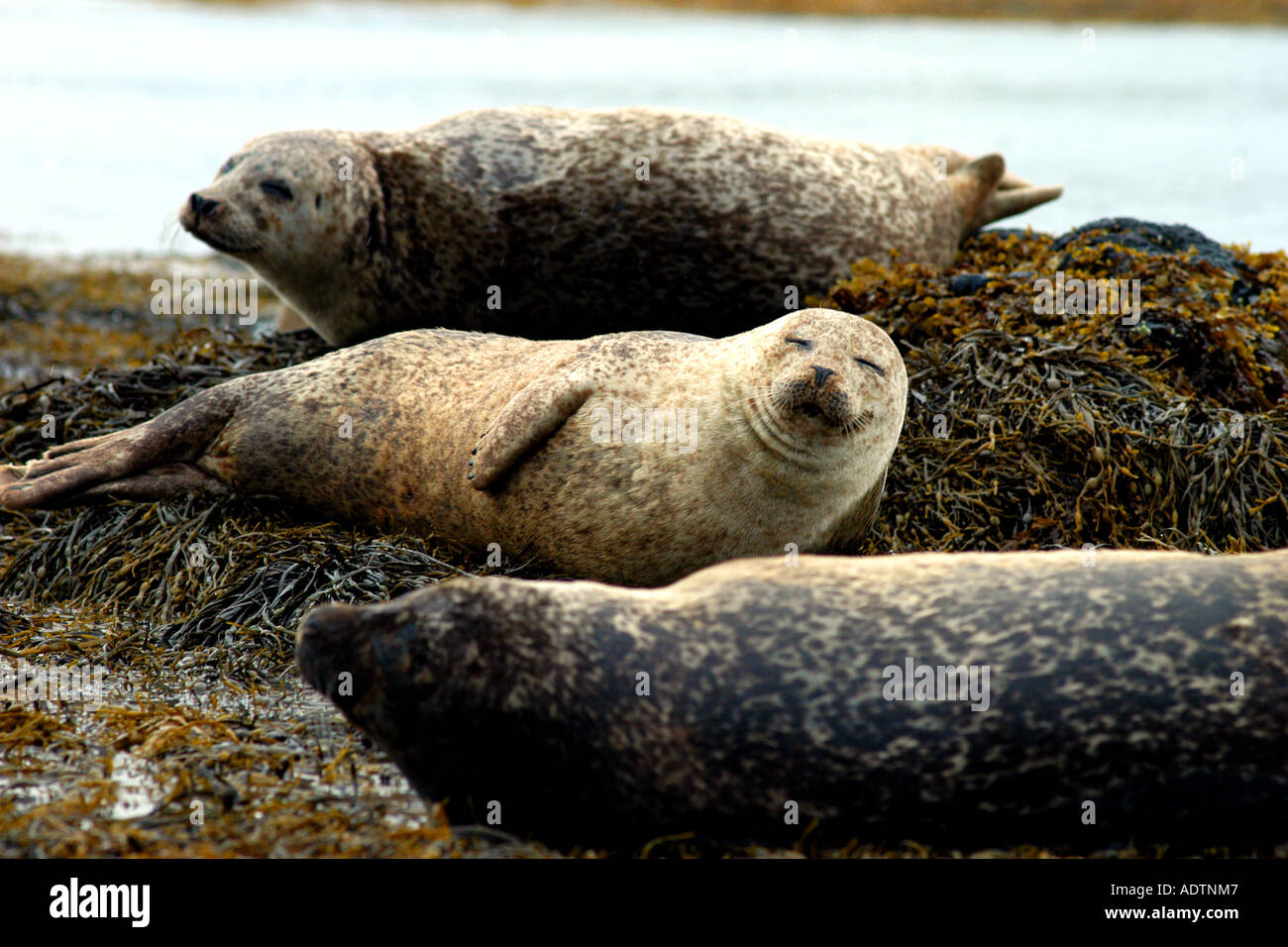 Groupe de phoques gris Ile de Skye Scotland UK Banque D'Images