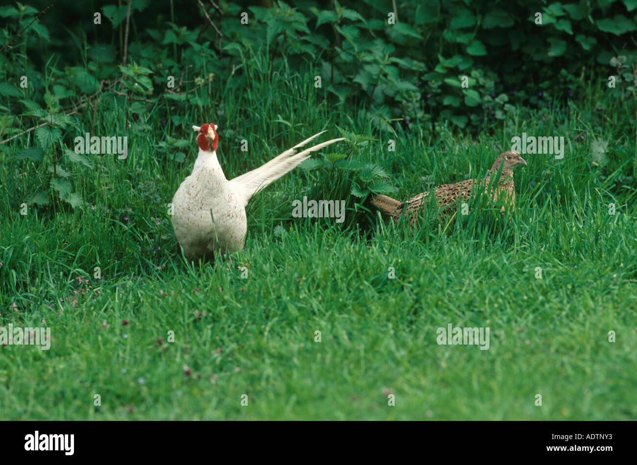 Faisan de Colchide Phasianus colchicus commun Albinistic avec phase mâle femelle normale Banque D'Images