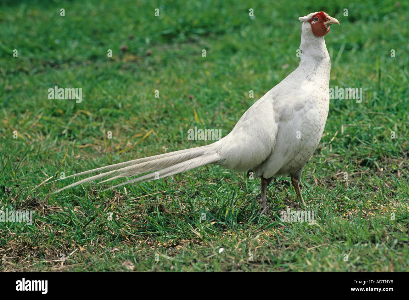 Faisan de Colchide Phasianus colchicus commun phase mâle Albinistic Banque D'Images