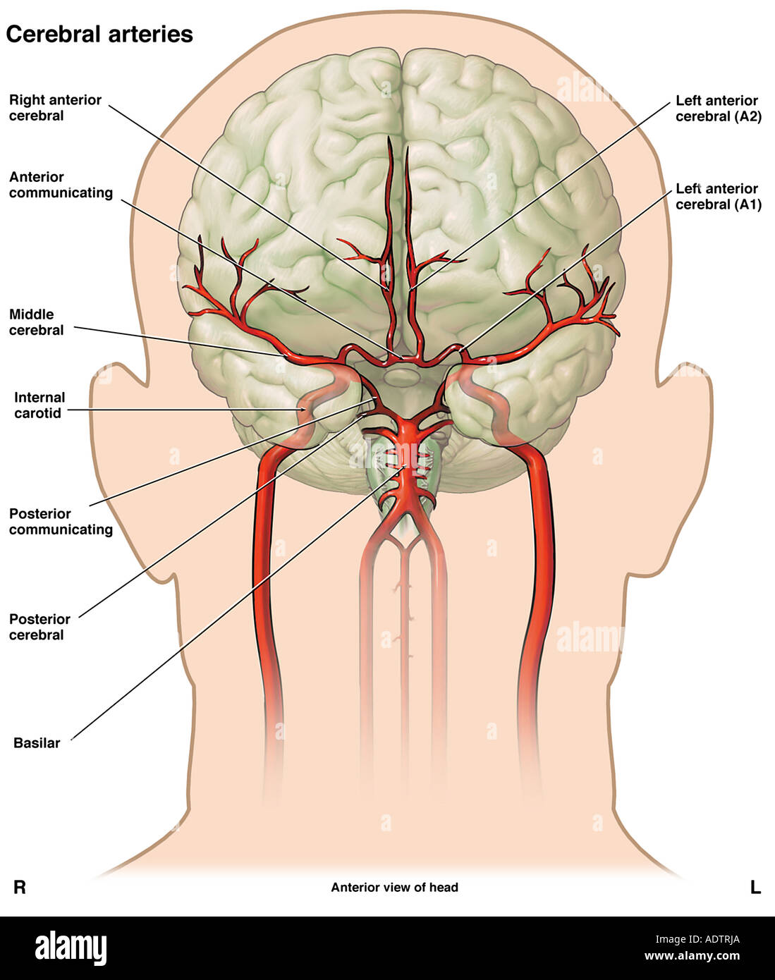La carotide anatomie Banque de photographies et d’images à haute — free download