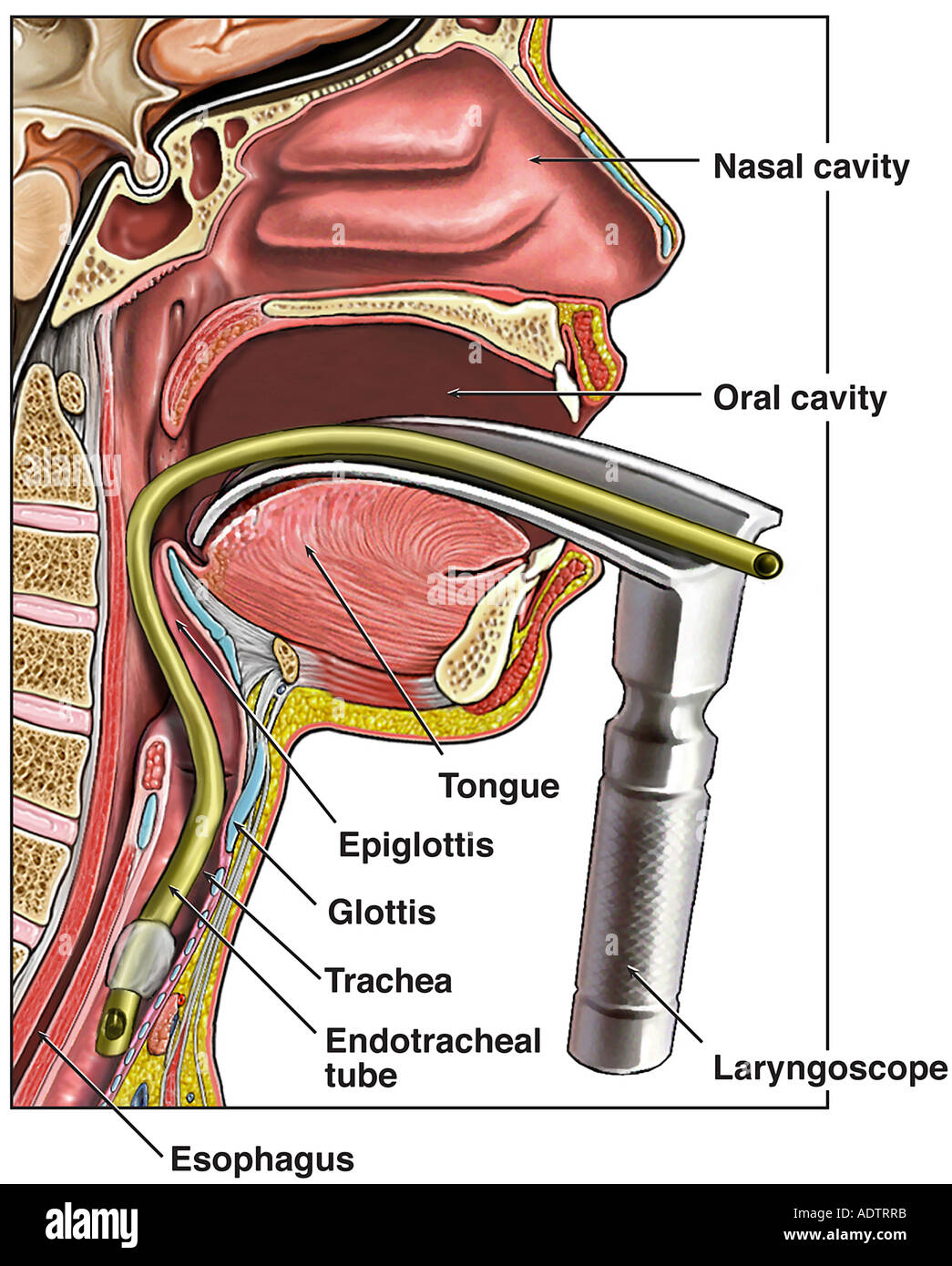 Intubation With Laryngoscope Banque d'image et photos Alamy