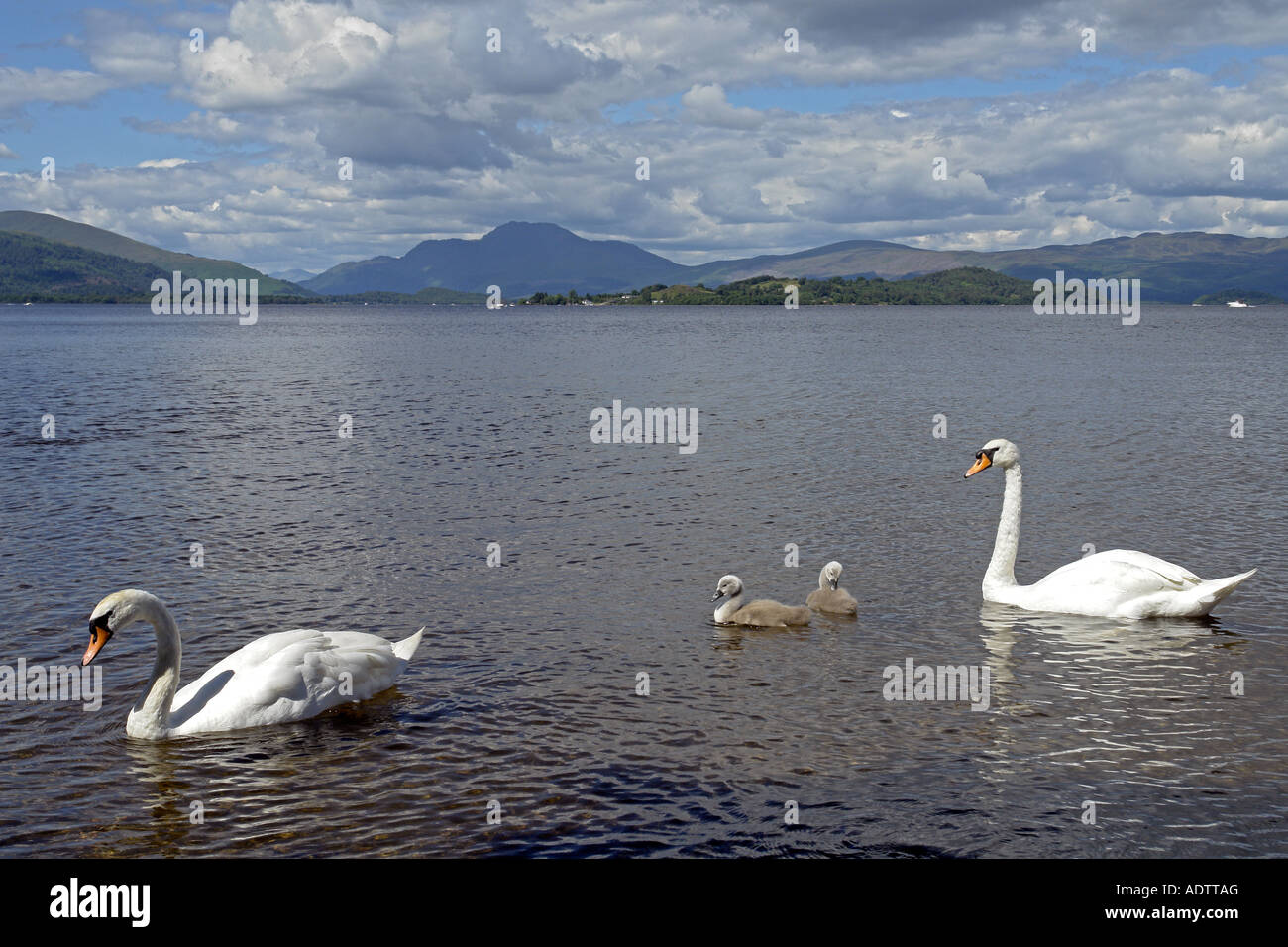 Une famille de cygnes avec deux paquets sur le Loch Lomond avec Ben Lomond en arrière-plan Banque D'Images