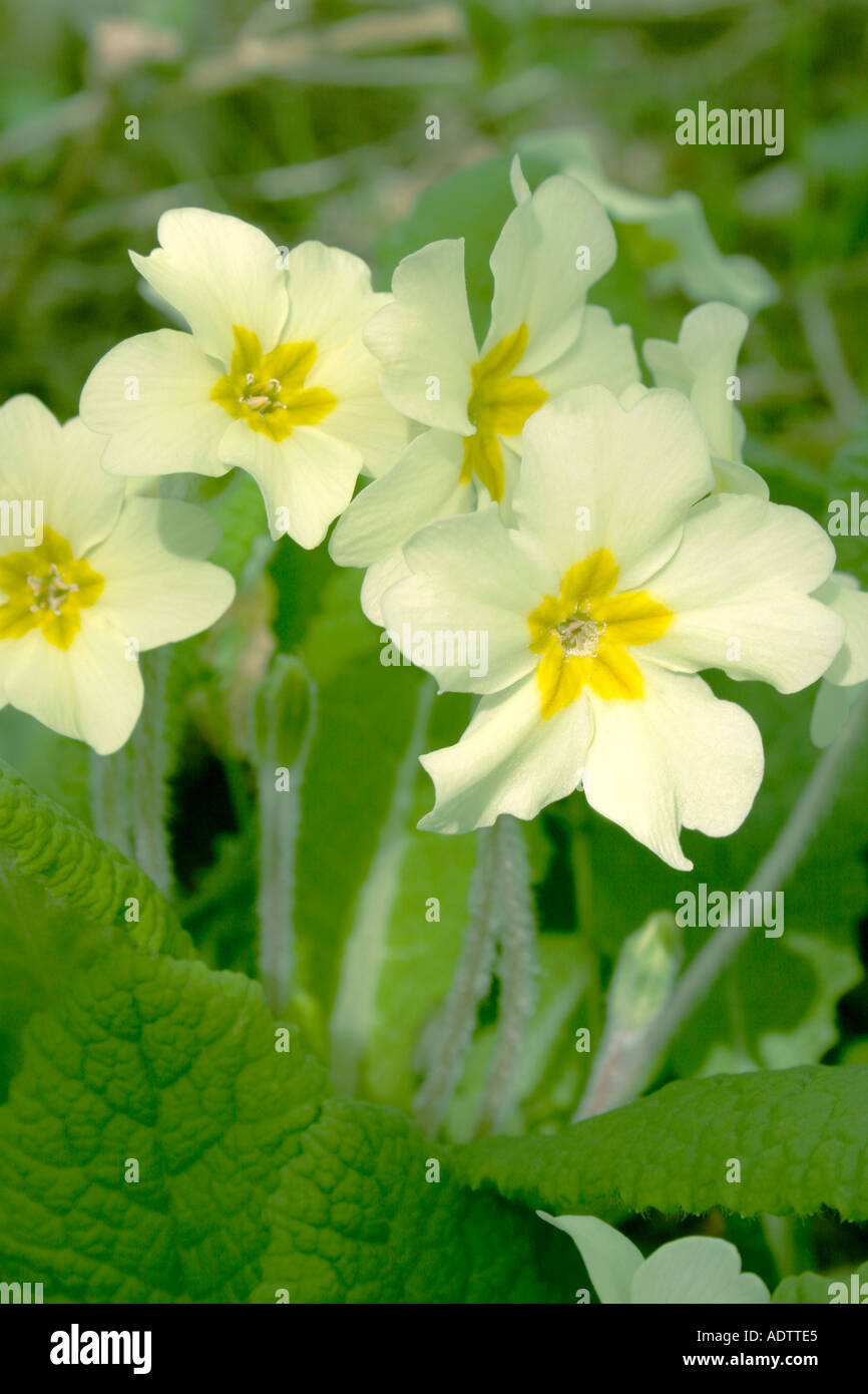Fleurs de primevère Primula vulgaris nom commun Banque D'Images