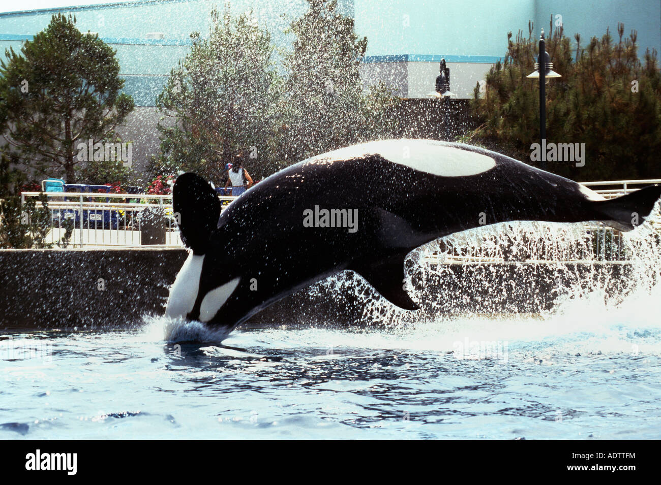 Orque Orcinus orca sea aquarium Banque D'Images