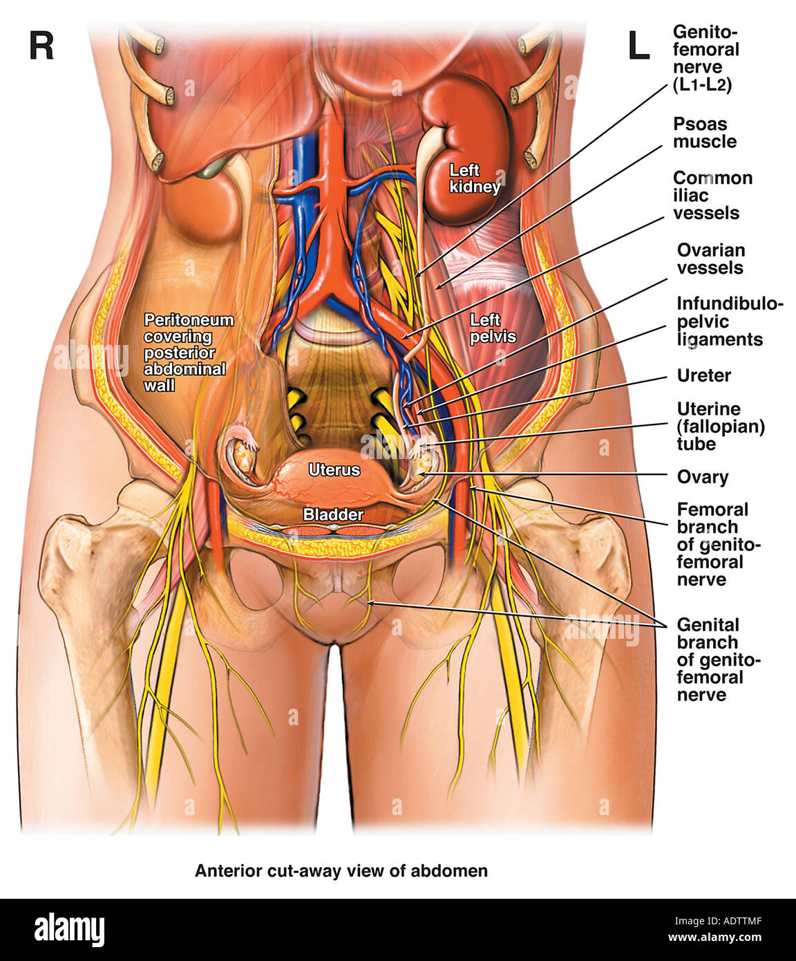 Anatomie abdominale féminine Banque de photographies et d'images à haute  résolution - Alamy