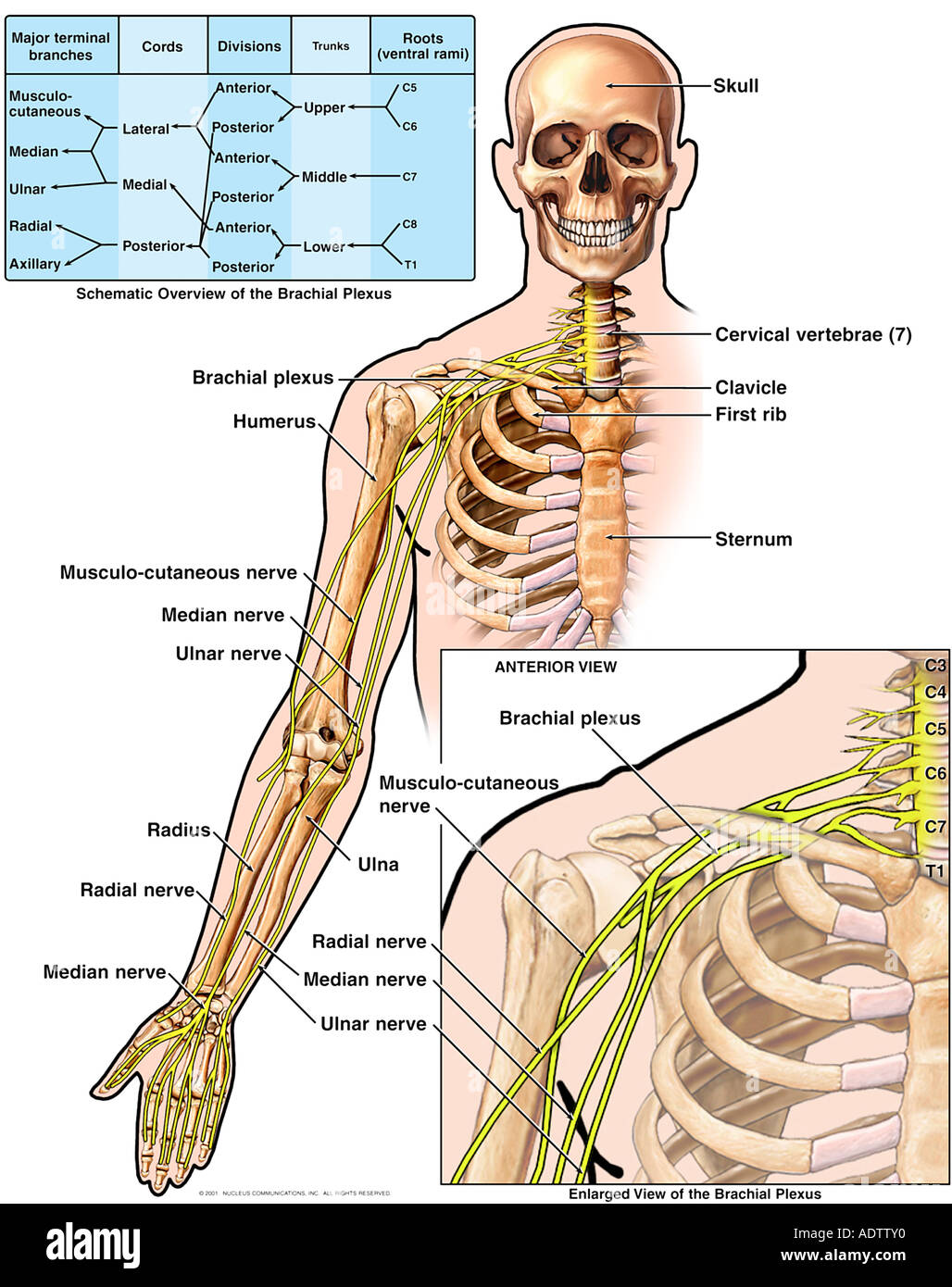Anatomie du plexus brachial Photo Stock Alamy