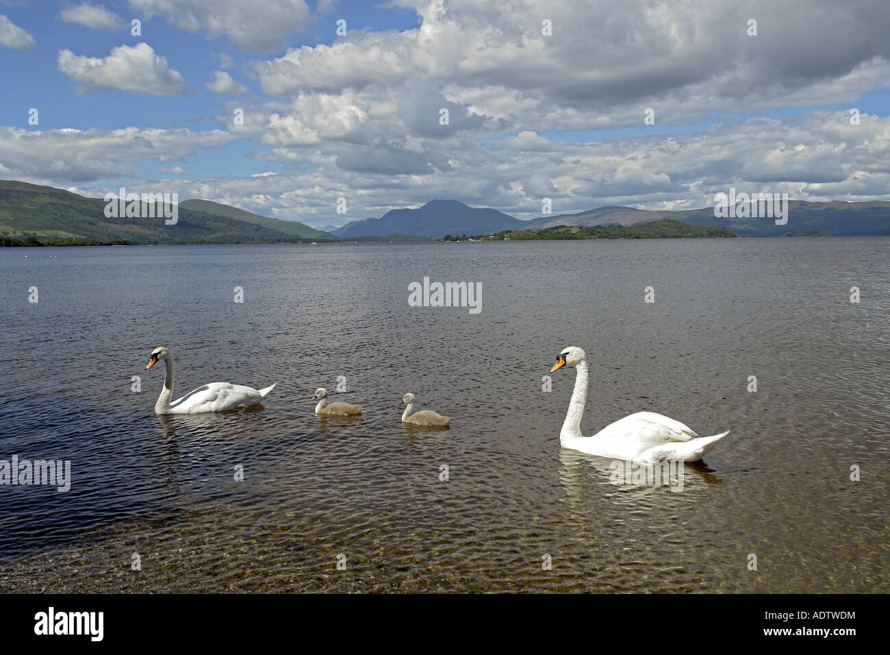 Une famille de cygnes avec deux paquets sur le Loch Lomond avec Ben Lomond en arrière-plan Banque D'Images