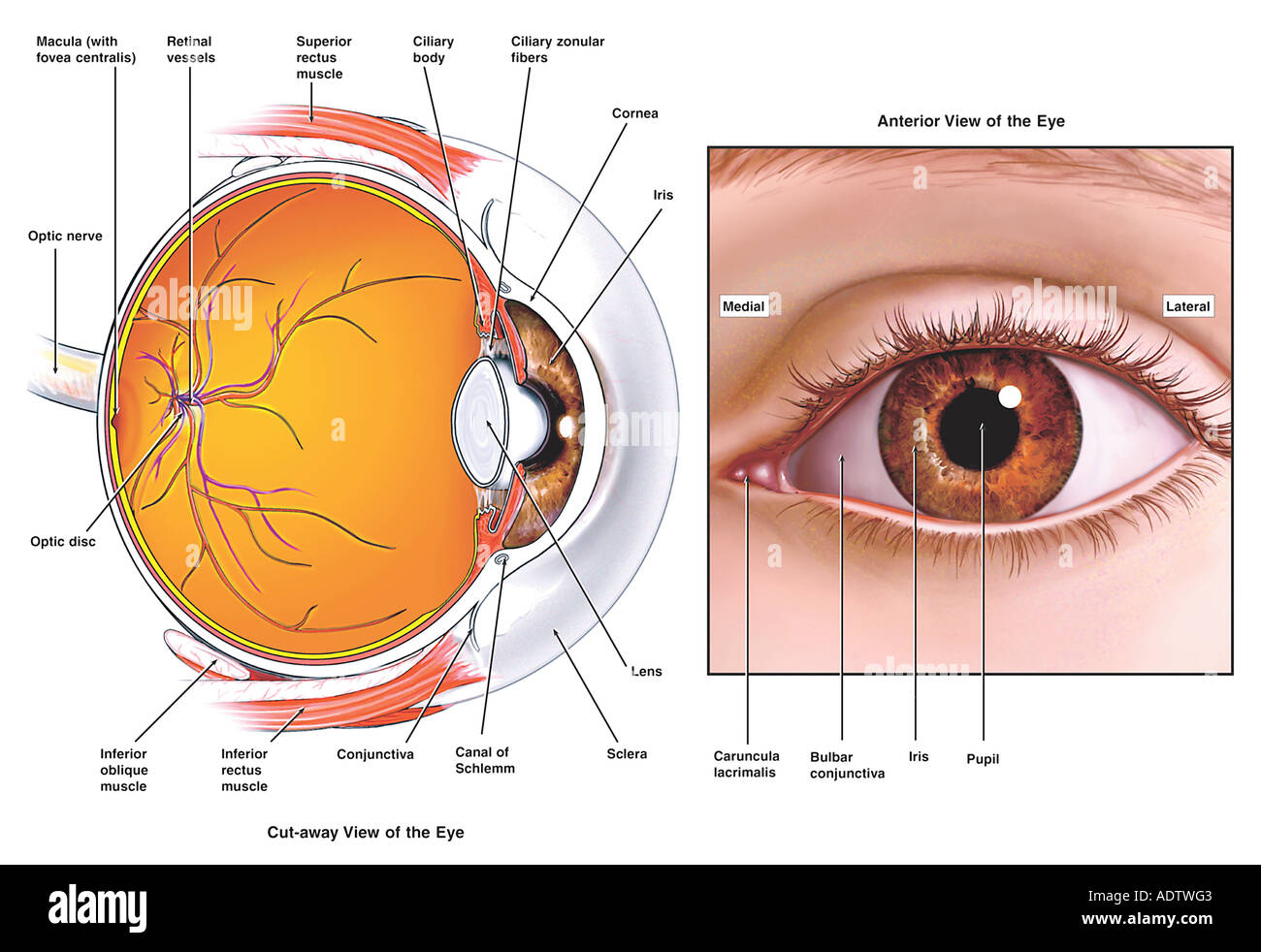 Planche Anatomique Oeil Sch ma De L Oeil Humain OGEW