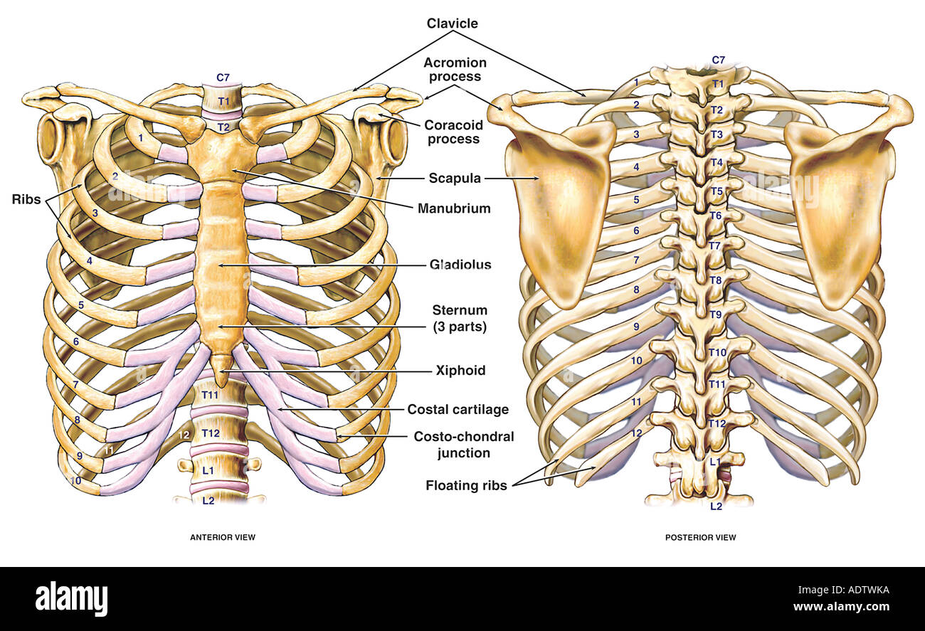 Thoracic chest back skeletal skeleton Banque de photographies et d'images à  haute résolution - Alamy