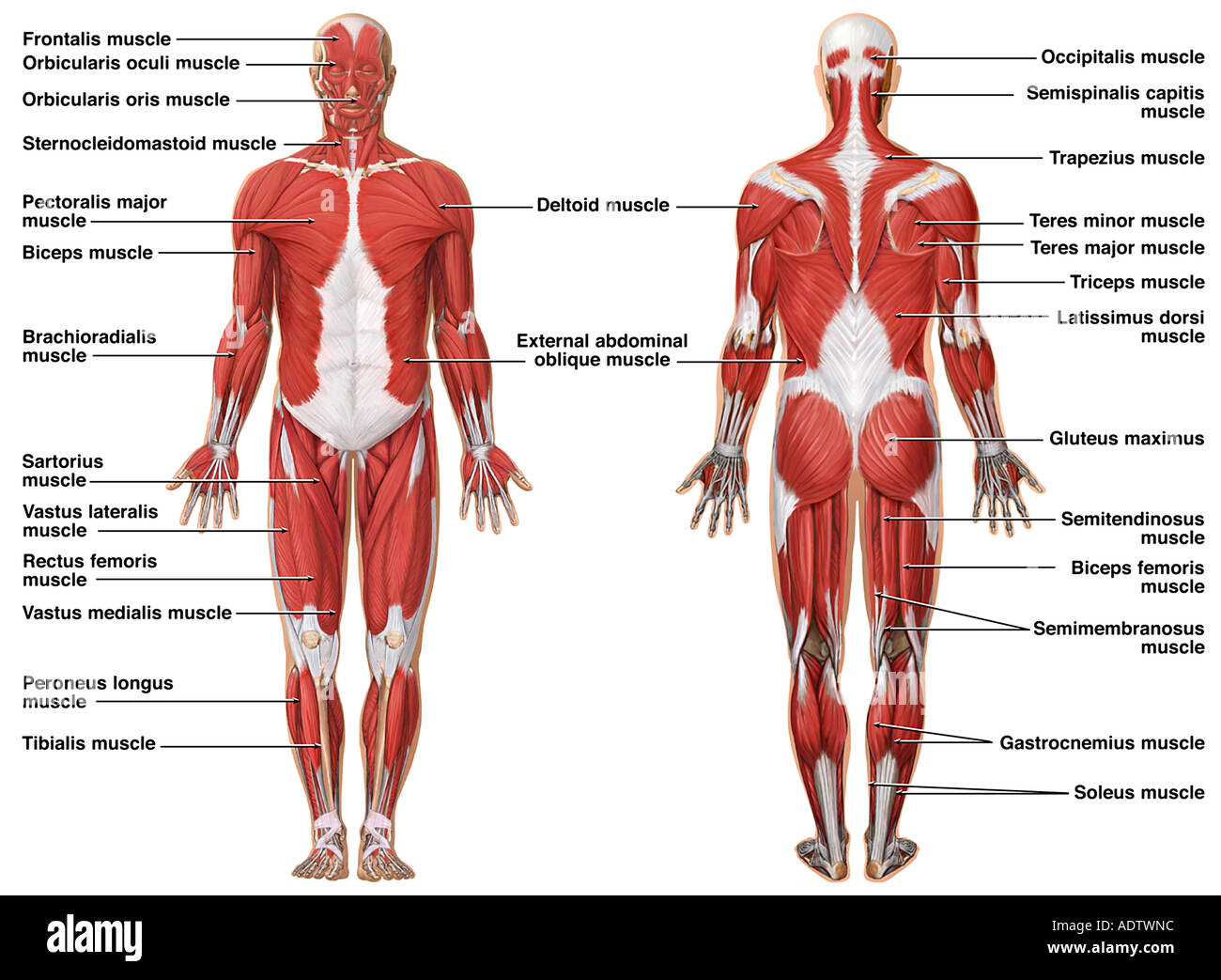 Передняя часть человека. Анатомия мышечной системы. Мышечная система человека строение мышц. Строение человека мышцы анатомия. Мышцы тела схема.
