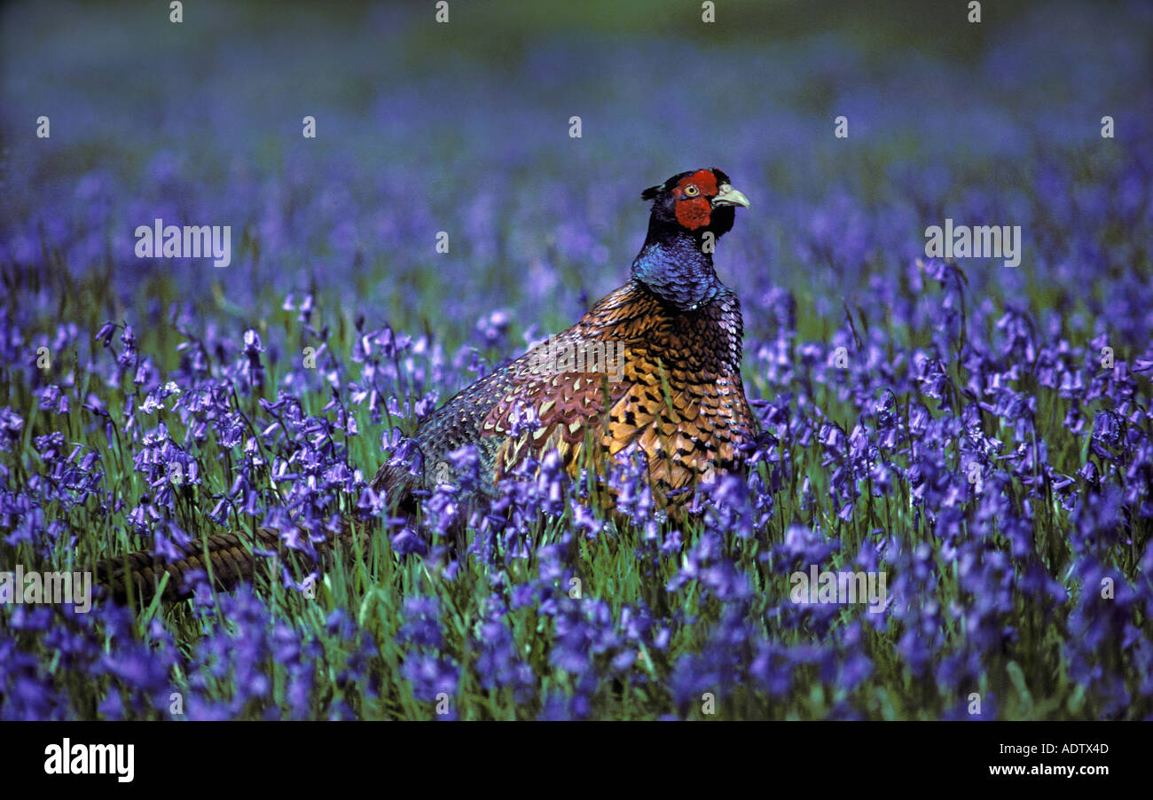 Mâle en Faisan de Colchide Phasianus colchicus Bluebells Wakehurst Place West Sussex Banque D'Images