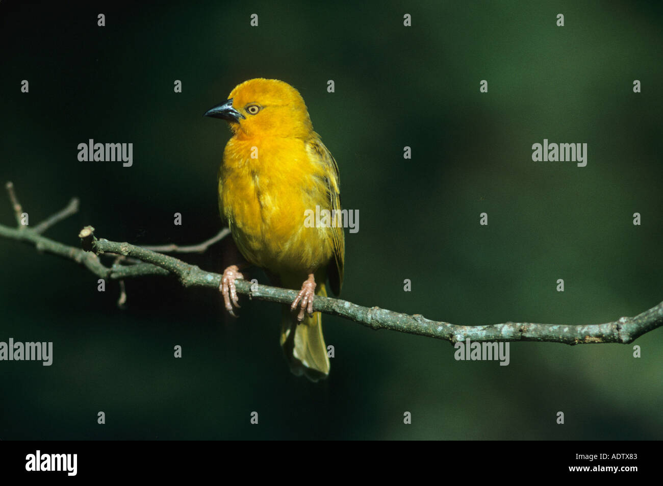 Holub s Golden Weaver Ploceus xanthops perché sur la tête de la direction générale se tourna Banque D'Images