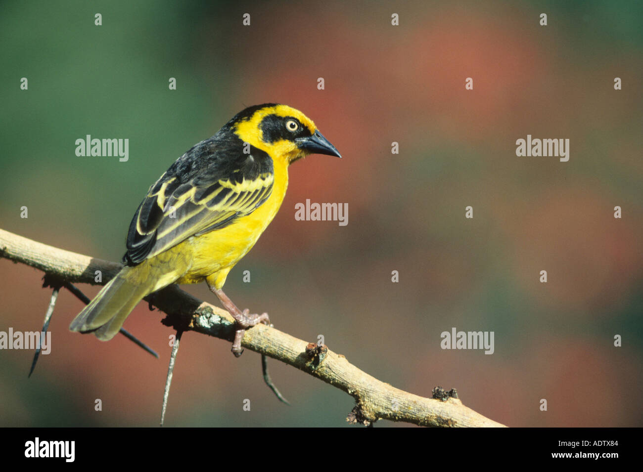 Reichenow Ploceus baglafecht Weaver s mâle reichenowi sur branch Kabete Kenya Banque D'Images