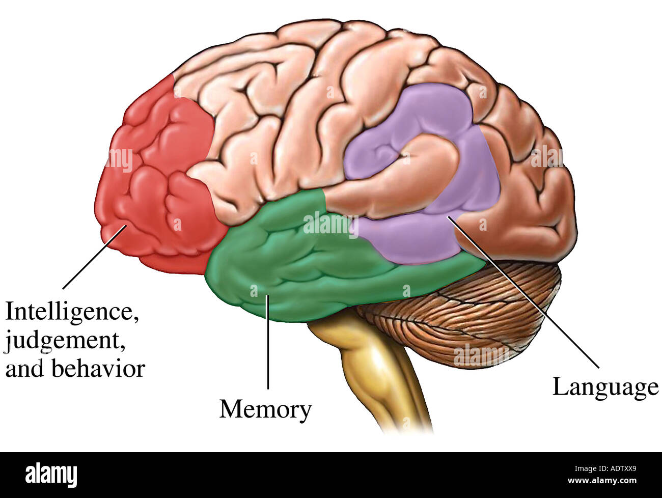 Les Zones Du Cerveau Touchees Par La Maladie D Alzheimer Photo Stock Alamy