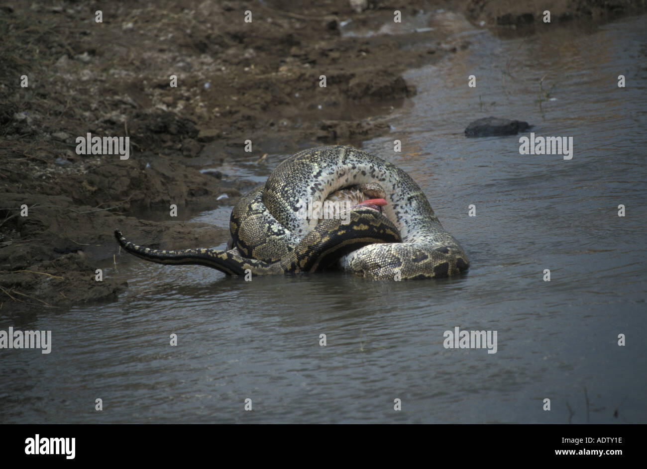 African Rock Python Python sabae avaler un pélican blanc Kenya Banque D'Images