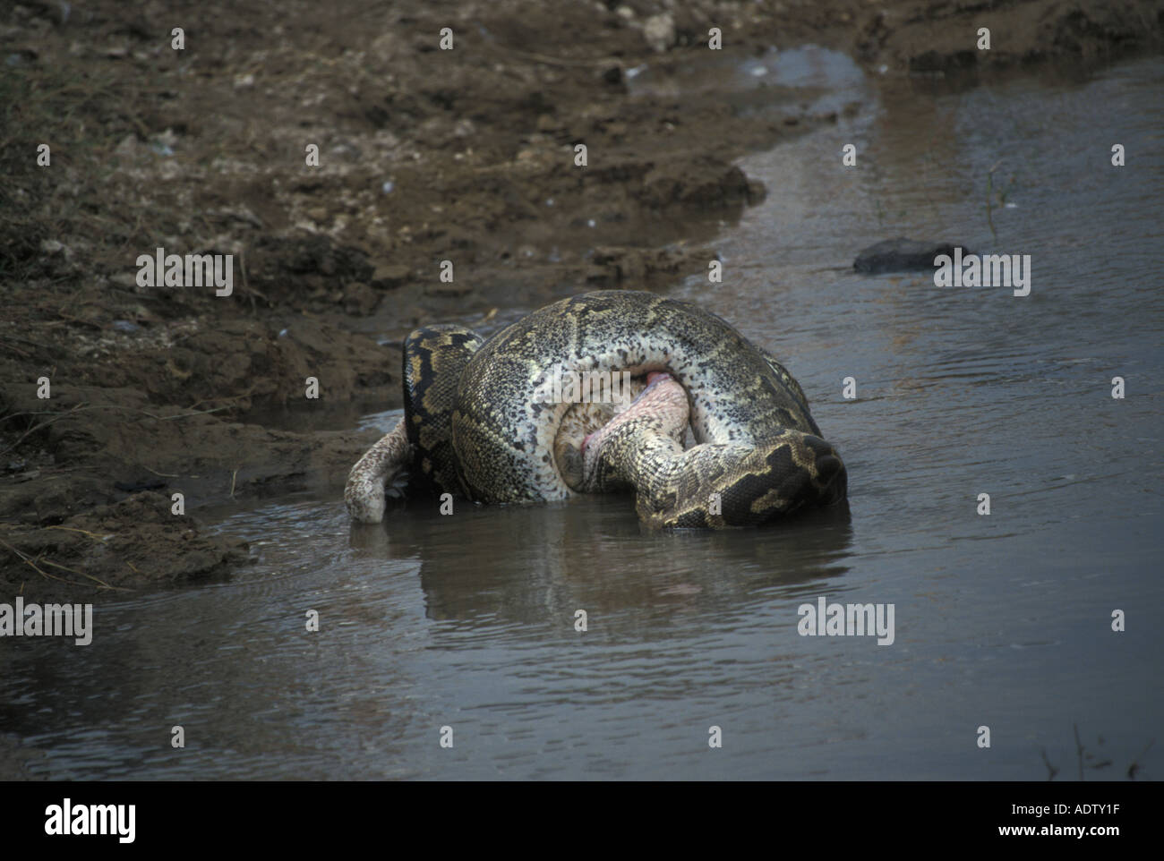 African Rock Python Python sabae avaler un pélican blanc Kenya Banque D'Images