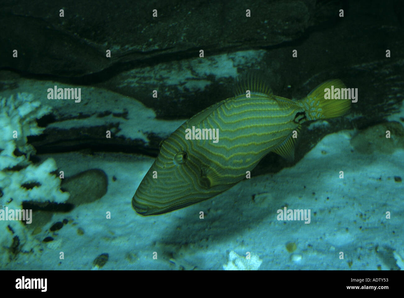 Balistapus undulatus balistes ondulée. Banque D'Images