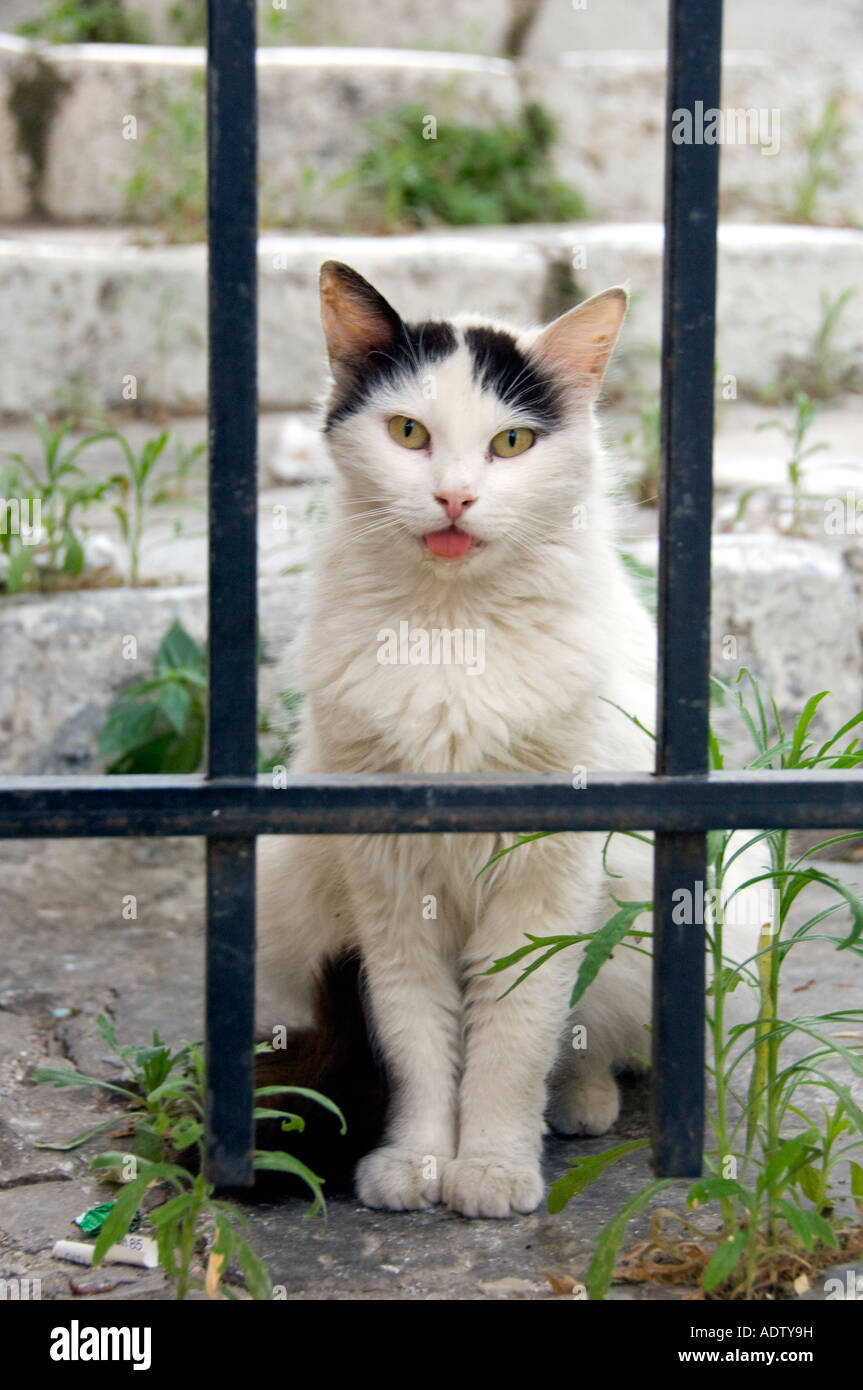 L'un des nombreux chats près de la place Monastiraki à Athènes Grèce Cat derrière les barreaux, toungue coller dehors. Banque D'Images