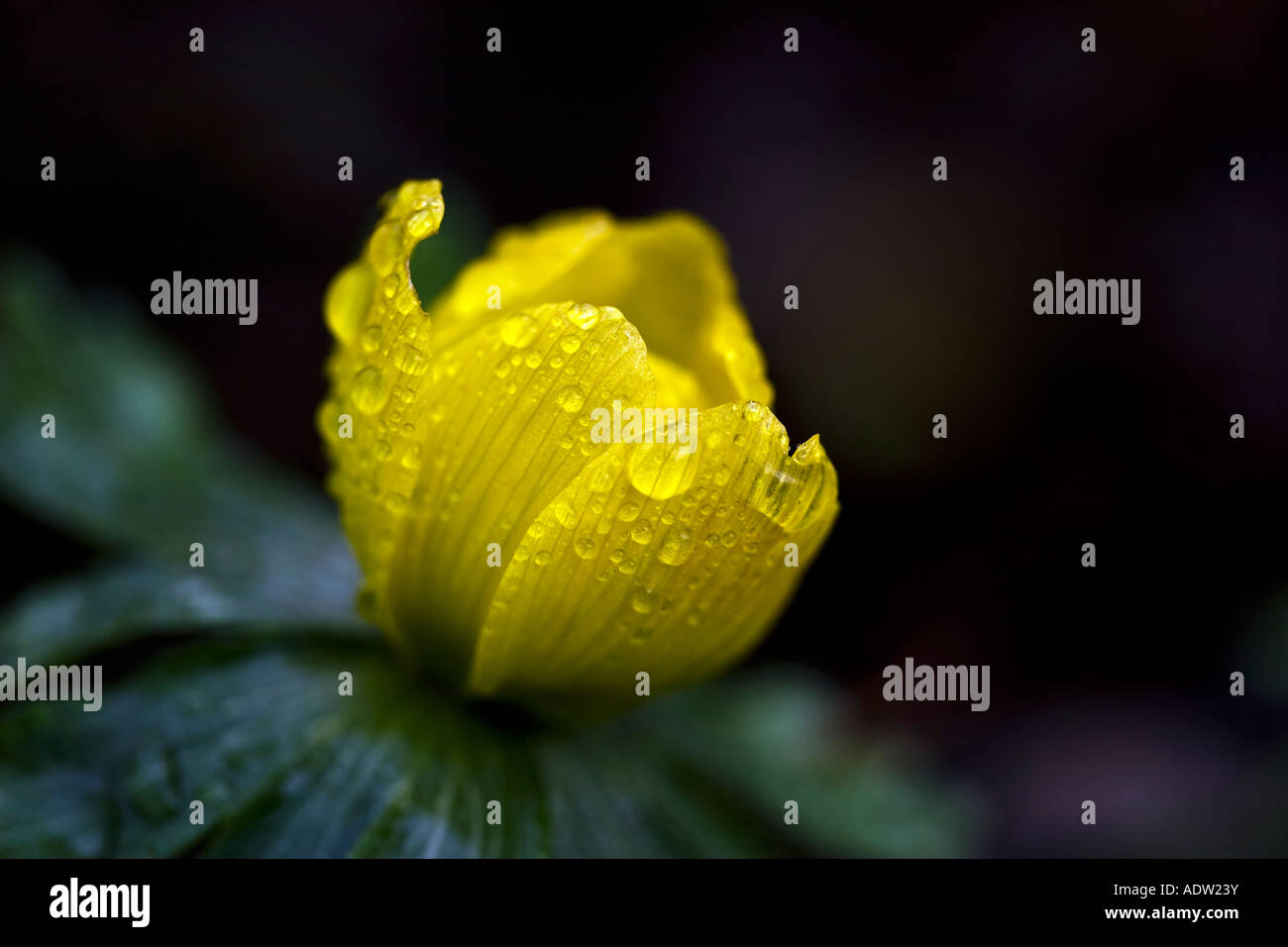 Eranthis hyemalis, aconit d'hiver . Banque D'Images