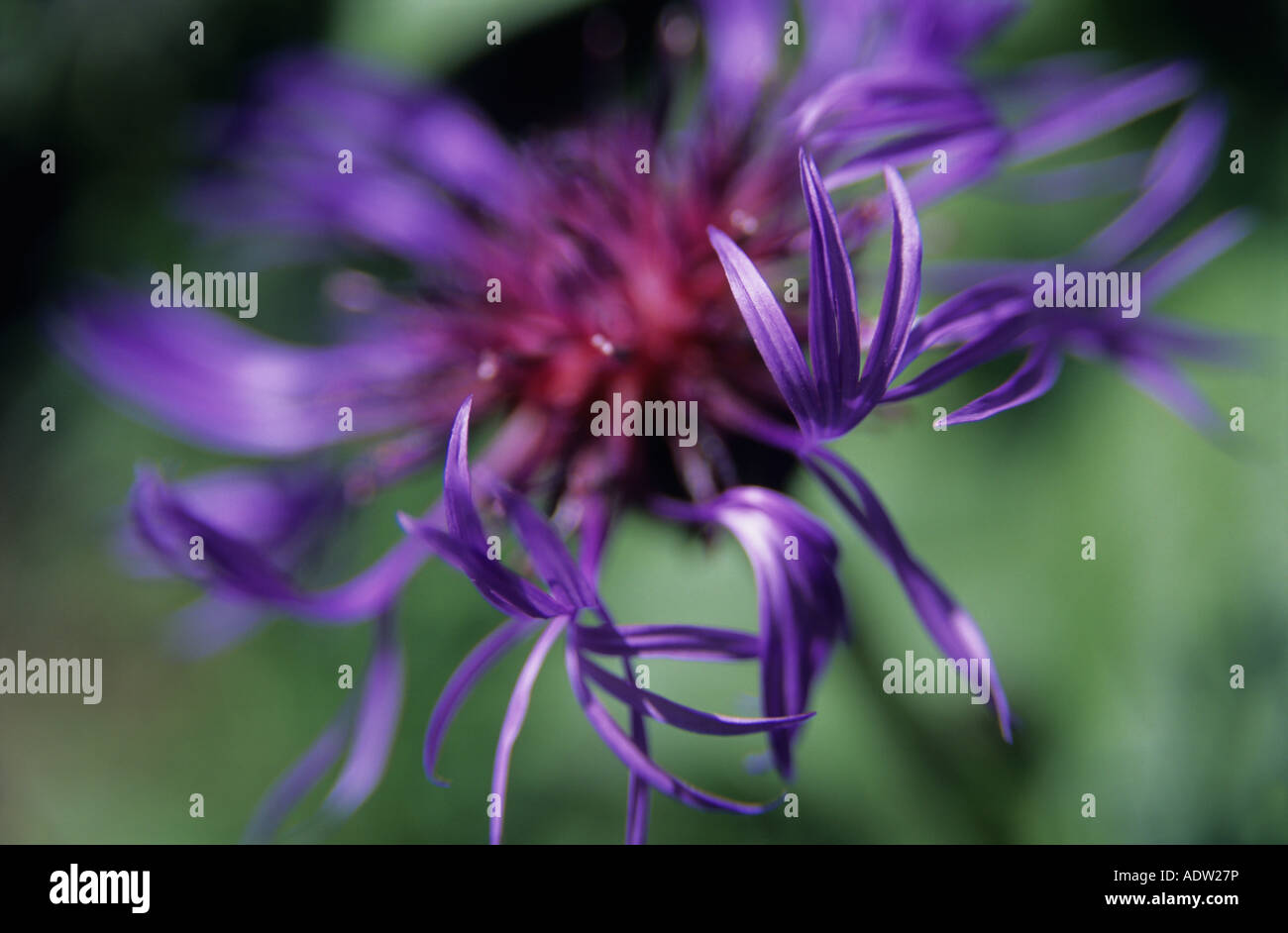 Perenial Bleuet centaurea montana libre de pétales de fleur bleu Banque D'Images