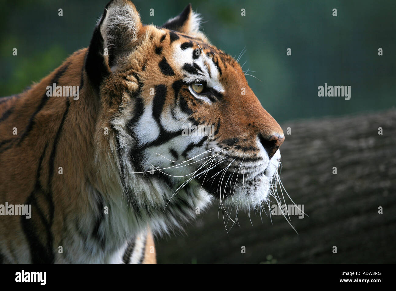 Tiger profile Banque de photographies et d’images à haute résolution ...
