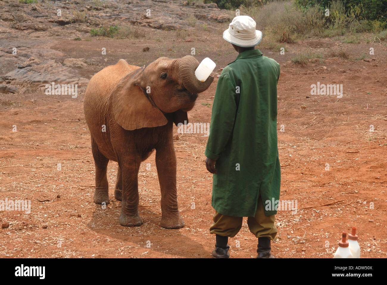 Un jeune veau éléphant d'être nourris avec du lait en bouteille un gardien à l'Orphelinat de David Sheldrick près de Parc National de Nairobi Kenya Banque D'Images