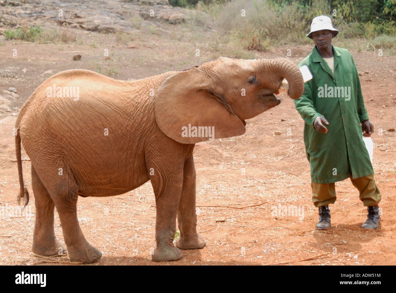 Un jeune veau éléphant d'être nourris avec du lait en bouteille un gardien à l'Orphelinat de David Sheldrick près de Parc National de Nairobi Kenya Banque D'Images