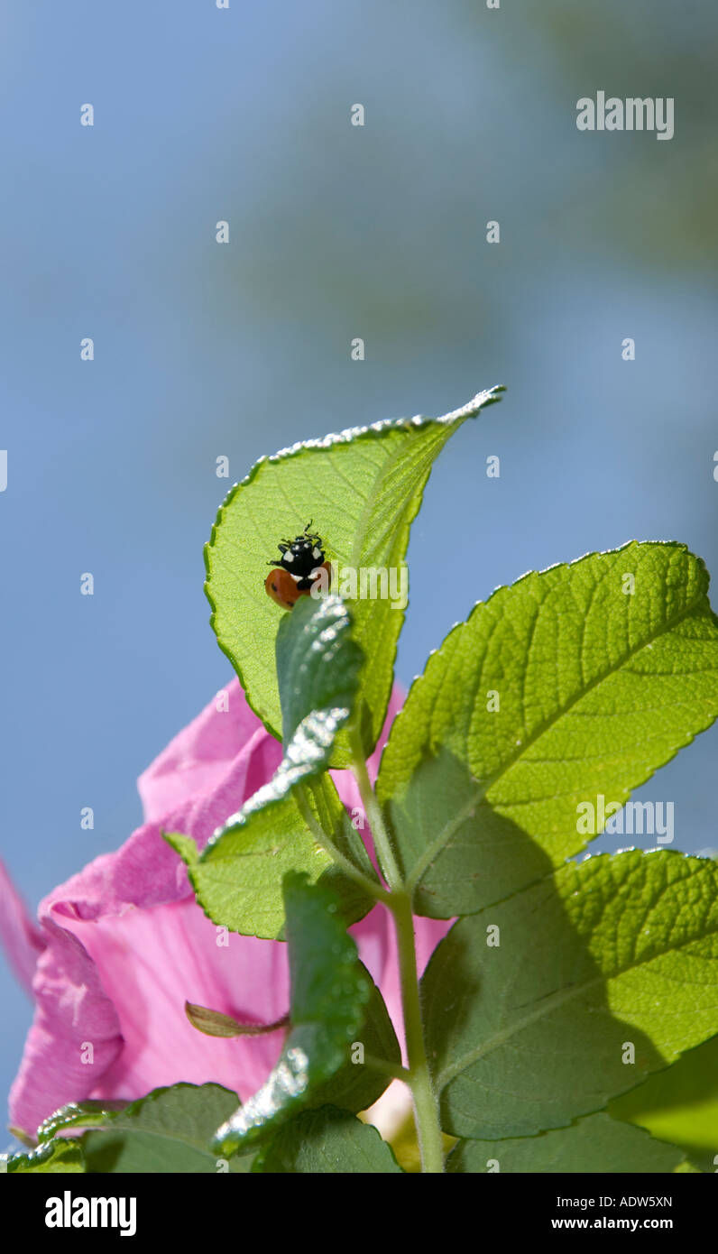 Coccinelle sur un wild rose Banque D'Images