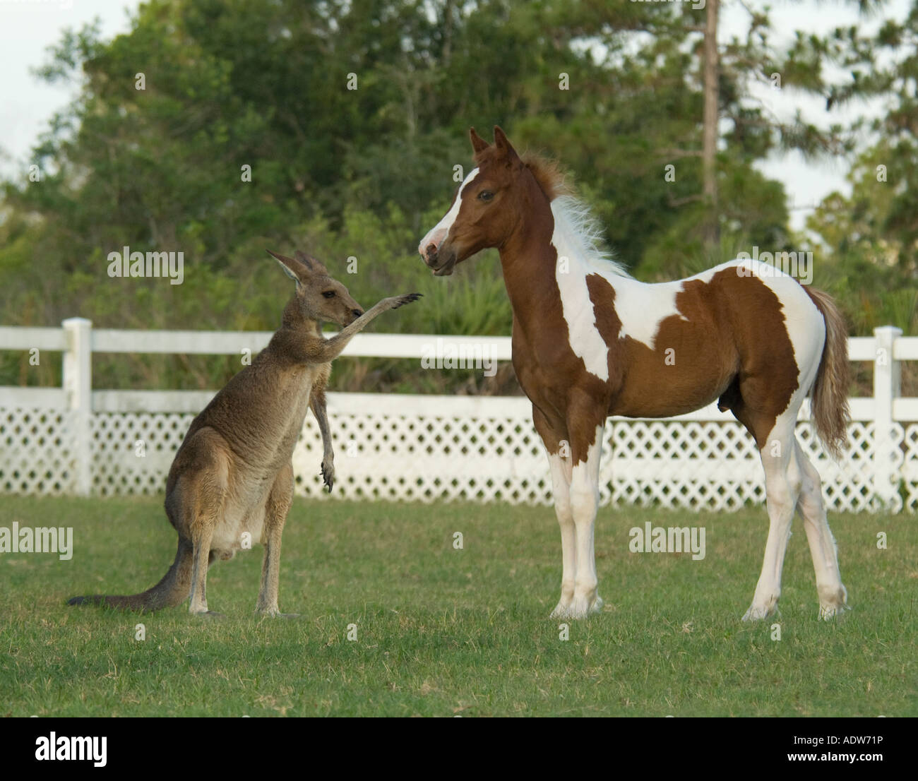 Cheval avec pâturage kangourou buddy Banque D'Images