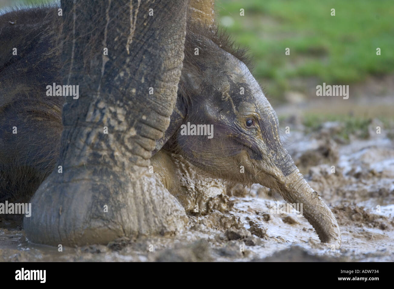 Veau de l'éléphant d'Asie à 6mois Banque D'Images