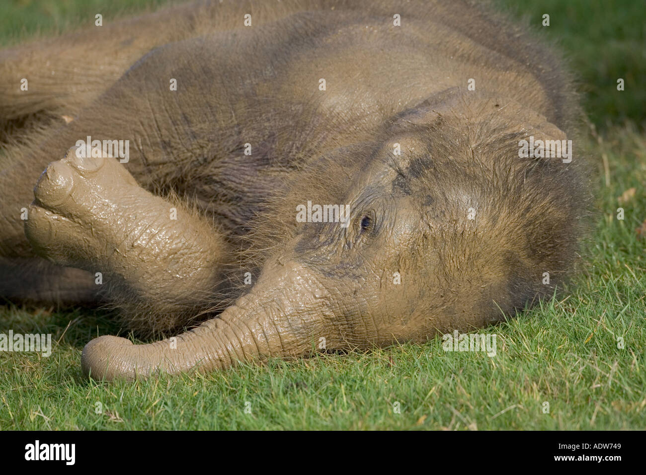 Veau de l'éléphant d'Asie à 6mois Banque D'Images