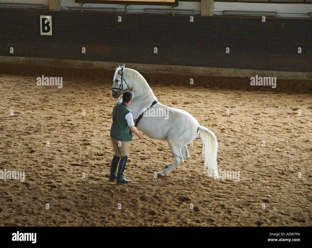 La Slovénie haras de Lipica cheval Lipizzan démonstration formation Banque D'Images