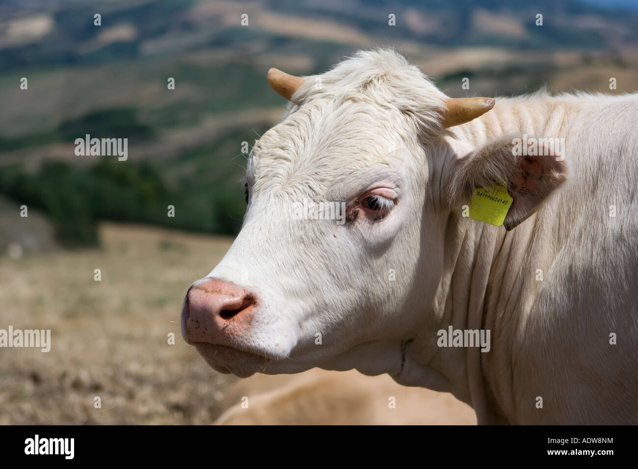 Portrait de vache italien, side view Banque D'Images
