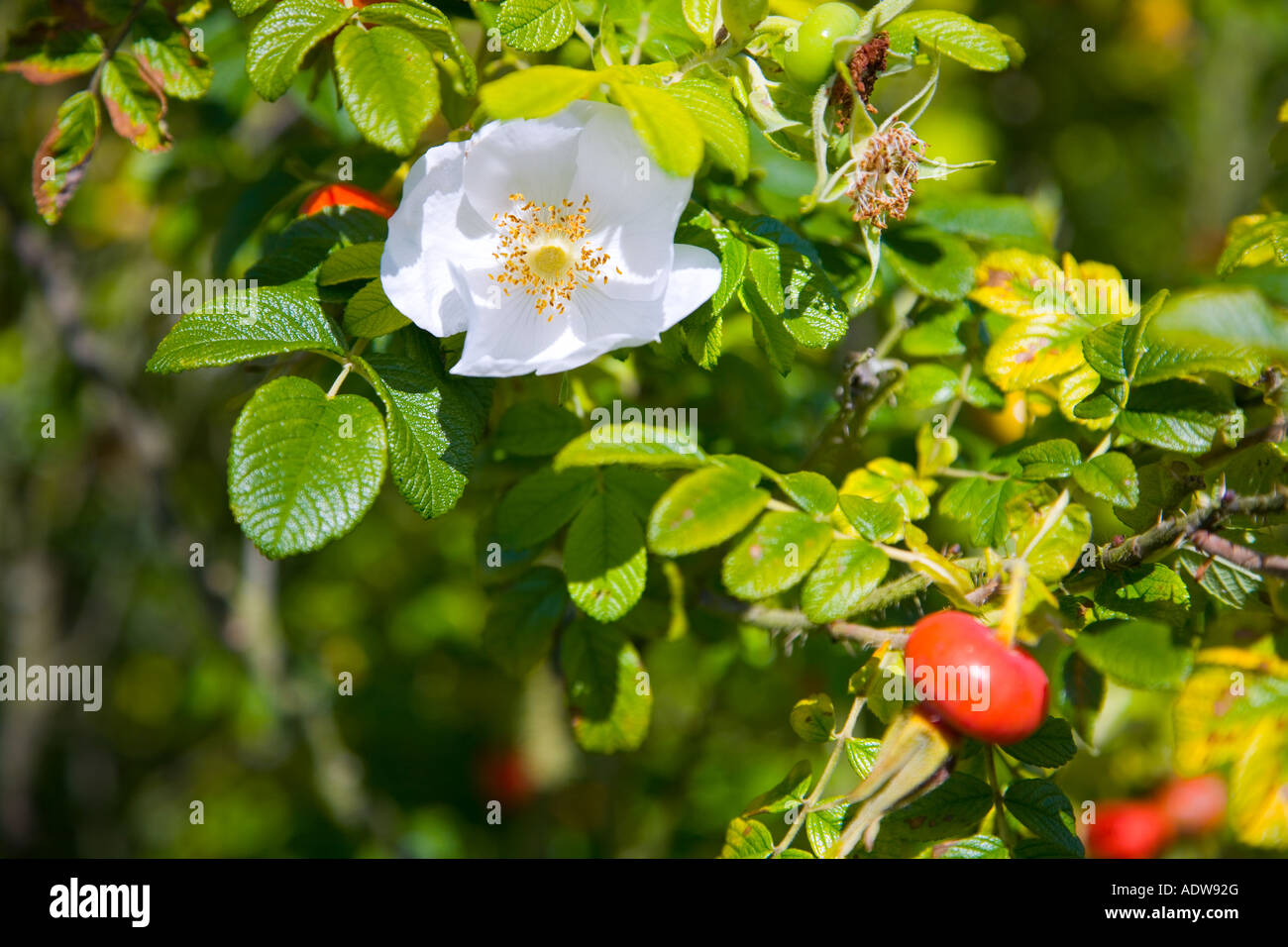 Rosa rugosa alba capitule et de la hanche Banque D'Images