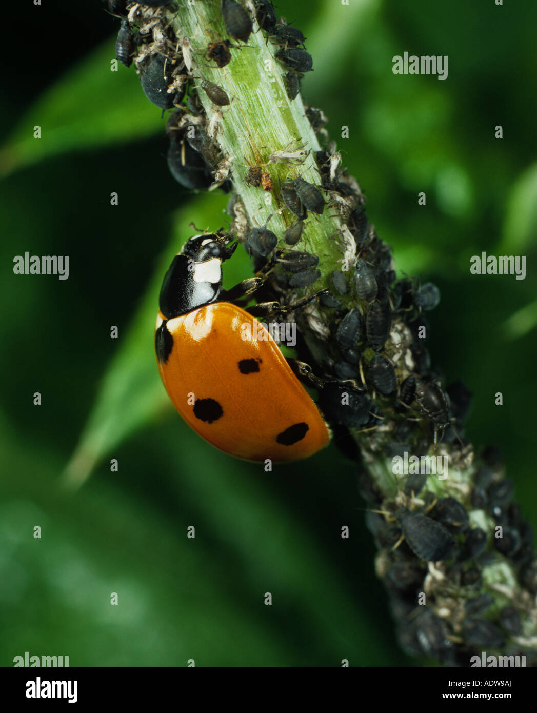 Sept taches coccinella septempunctata se nourrissant des pucerons Aphis fabae Banque D'Images