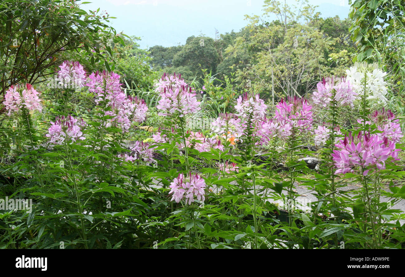 Fleurs violettes à Fraser's Hill Banque D'Images