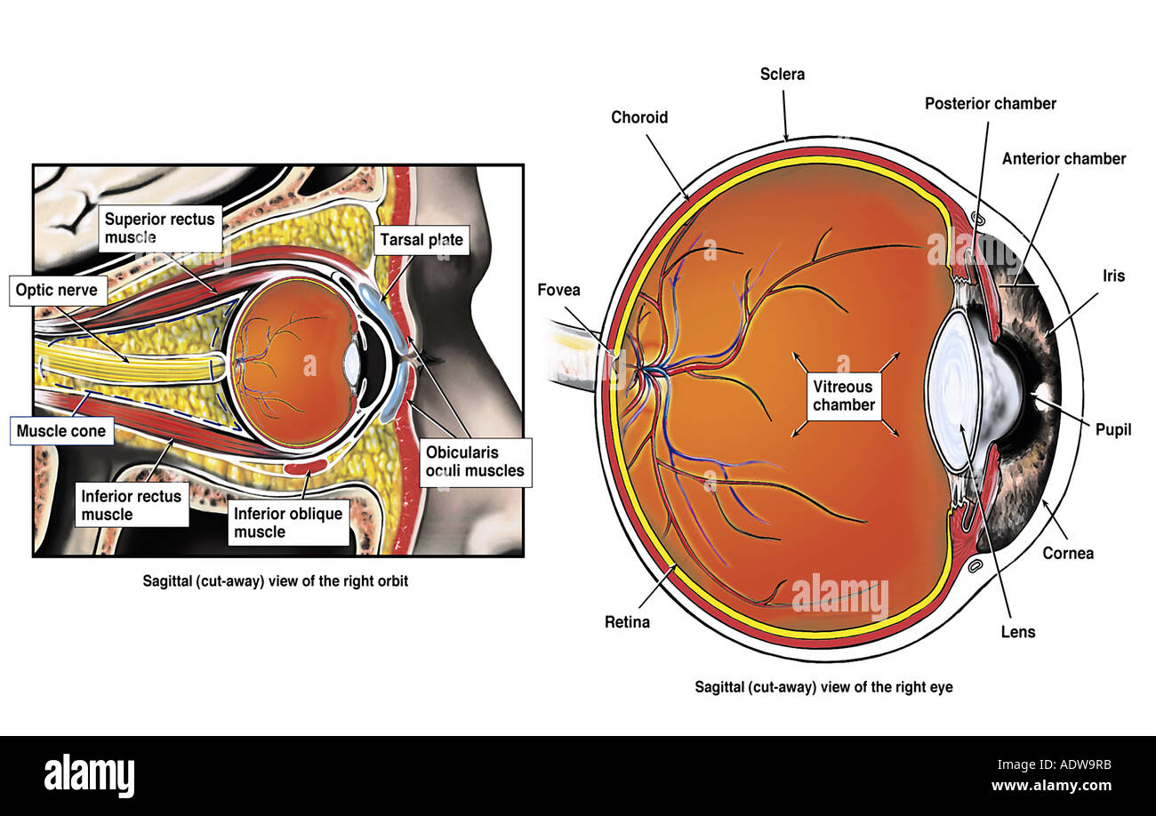 L'anatomie normale de l'oeil Banque D'Images