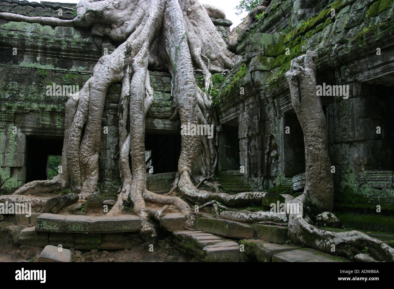 Racines de l'arbre géant croître au cours d'une fameuse année 1000 vieux temple populaires auprès des touristes à Ta Phrom Angkor Asie Cambodge complexe Banque D'Images