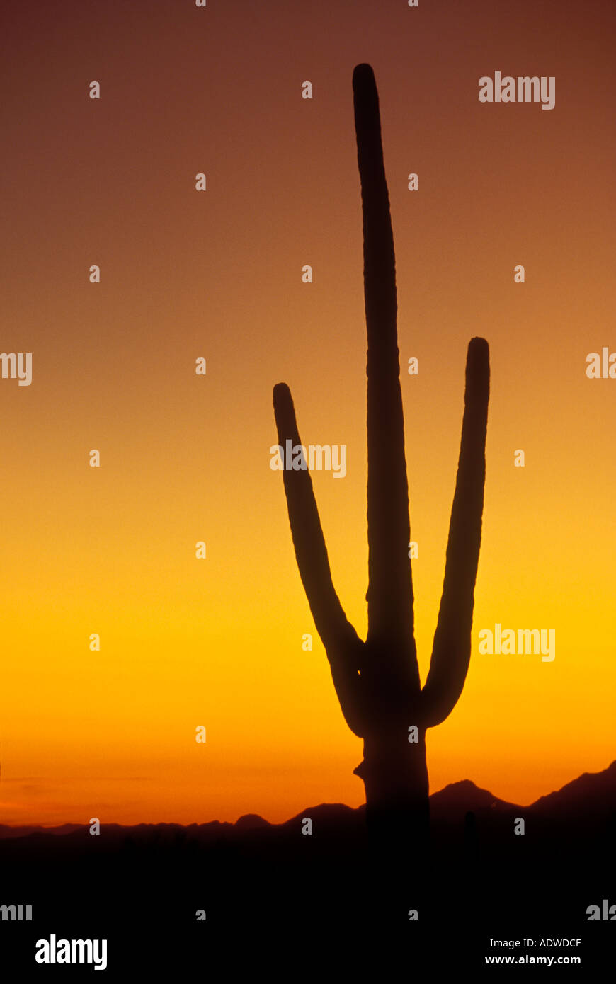 Saguaro cactus Saguaro National Park au coucher du soleil à Tucson en Arizona Banque D'Images